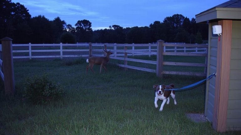 motion sensors for large yards