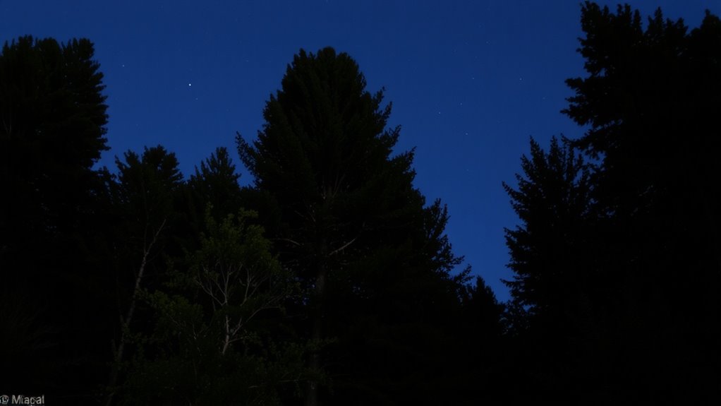 starlight sensor low light performance